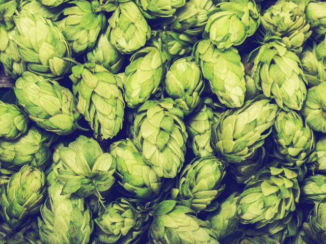 hops image shutterstock